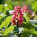 La Fleur de Bach Red Chestnut ou Marronnier rouge