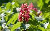 La Fleur de Bach Red Chestnut ou Marronnier rouge