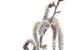 La Fleur de Bach Aspen ou Tremble
