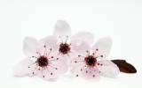 La Fleur de Bach Cherry Plum ou Prunus