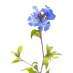 La Fleur de Bach Cerato ou Plumbago