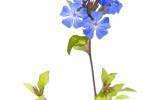 La Fleur de Bach Cerato ou Plumbago