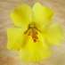 La Fleur de Bach Mimulus ou Mimule