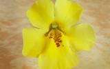 La Fleur de Bach Mimulus ou Mimule