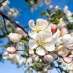 La Fleur de Bach Crab Apple ou Pommier Sauvage