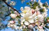 La Fleur de Bach Crab Apple ou Pommier Sauvage