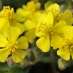 Rock rose